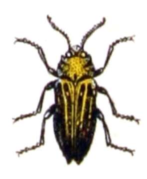 Image of Trachypteris