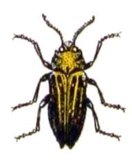 Image of Trachypteris picta (Pallas 1773)