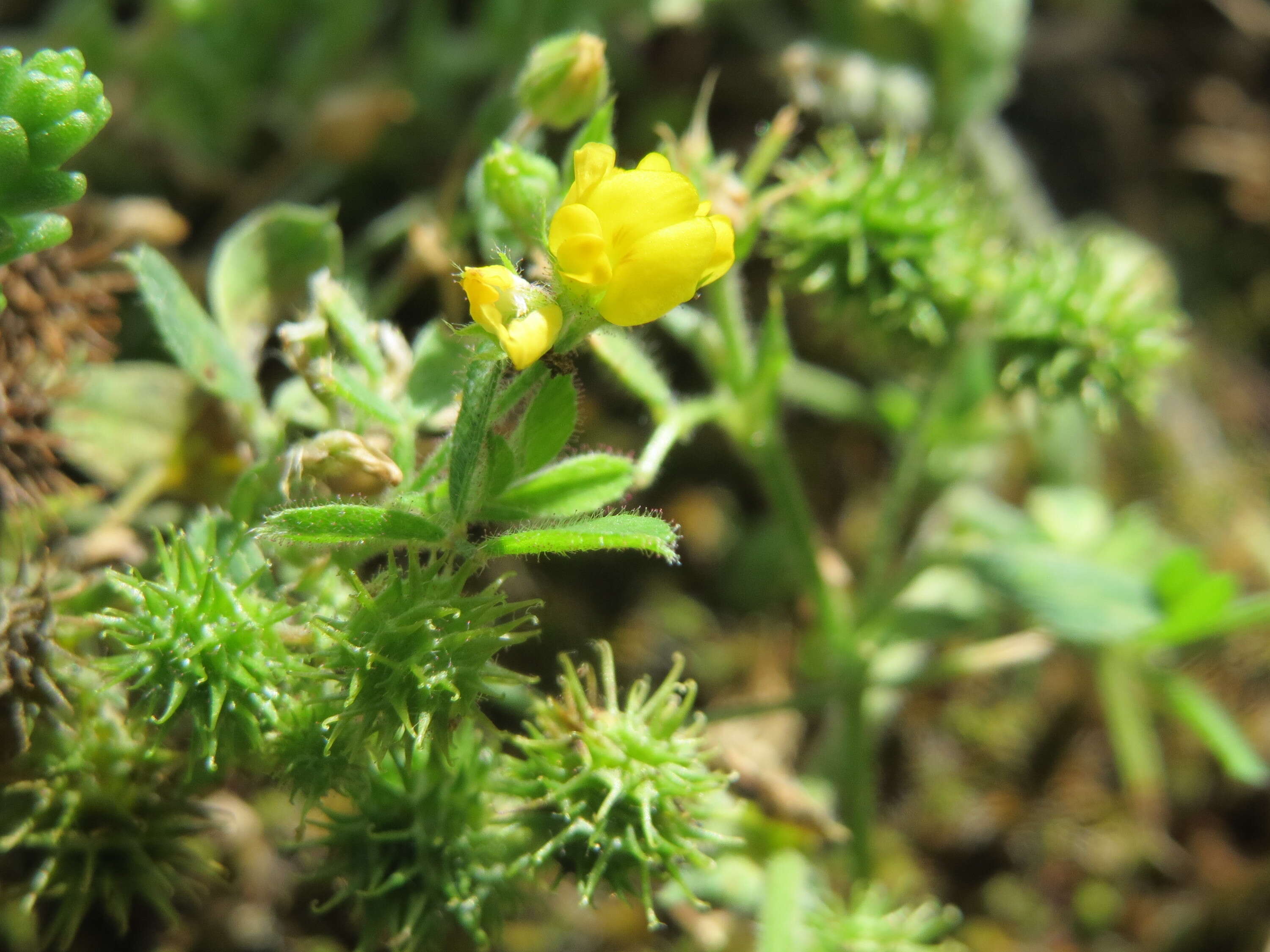 Image of bur medick