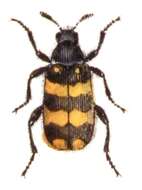 Image of Hycleus polymorphus