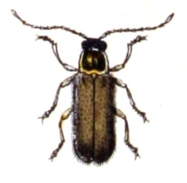 Imagem de Cantharis pallida