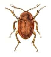 Image of Sciodrepoides fumatus (Spence 1813)