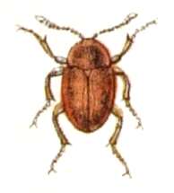 Image of Sciodrepoides fumatus (Spence 1813)