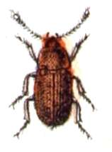 Image of Typhaea