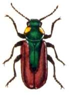 Слика од Malachius aeneus