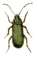 Image of Cteniopus sulphureus