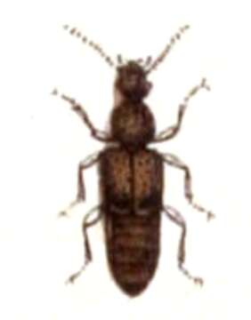 Image de Rugilus (Rugilus) rufipes Germar 1836