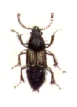 Image of Large rove beetle