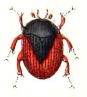 Image of Water scavenger beetle