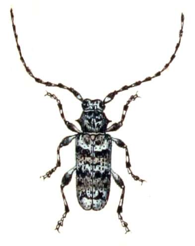 Imagem de Leiopus nebulosus (Linné 1758)