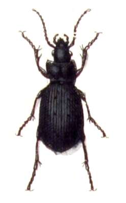 Image of Selenophorus