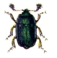 Image of Pollen beetle