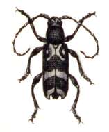 Image of Chlorophorus figuratus (Scopoli 1763)