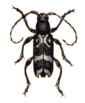 Image of Chlorophorus figuratus (Scopoli 1763)