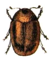 Image of Sericoderus lateralis (Gyllenhal 1827)