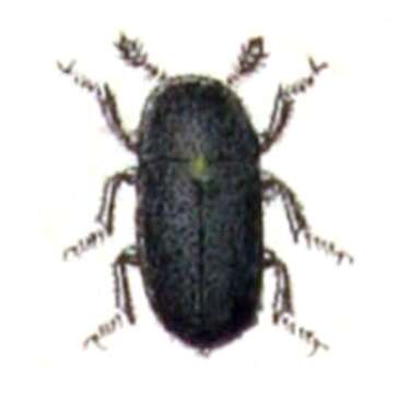 Dermestes murinus resmi