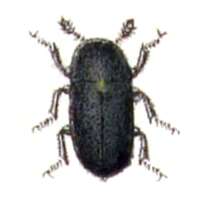 Image of Dermestes murinus