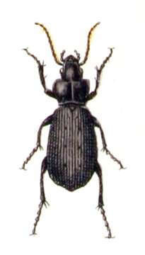 Image of Pterostichus (Platysma) niger (Schaller 1783)