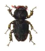 Imagem de Oxyomus sylvestris (Scopoli 1763)