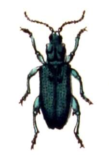 Image of Plateumaris sericea