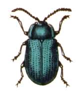 Image of Phratora vitellinae