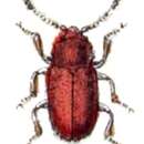 Image of Cellar Beetle
