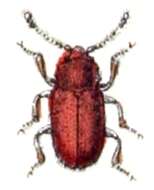 Image de Cryptophagus cellaris (Scopoli 1763)