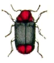 Image of Ochina latrellii