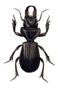 Image of Scarites (Scarites) buparius (Forster 1771)