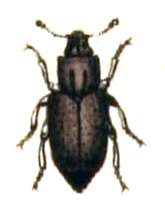 Image of Root-eating beetle