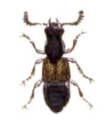Image of Anotylus