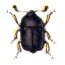 Image of Meligethes atratus (Olivier 1790)