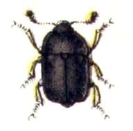 Image of Meligethes atratus (Olivier 1790)