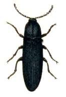 Image of Melanotus castanipes