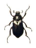 Image of Amphimallon atrum (Herbst 1790)