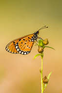 Image of Acraea terpsicore