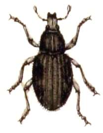 صورة Sciaphilus