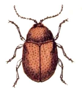 Image of Melanosporales