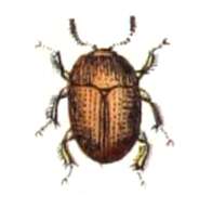 Image of Leiodes