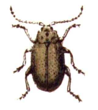 Image of Lochmaea caprea