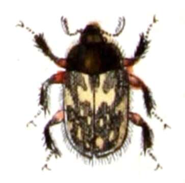 Image of Heterocerus fenestratus