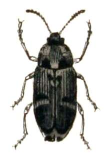 Image of Pea weevil