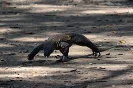 Image of Komodo Dragon