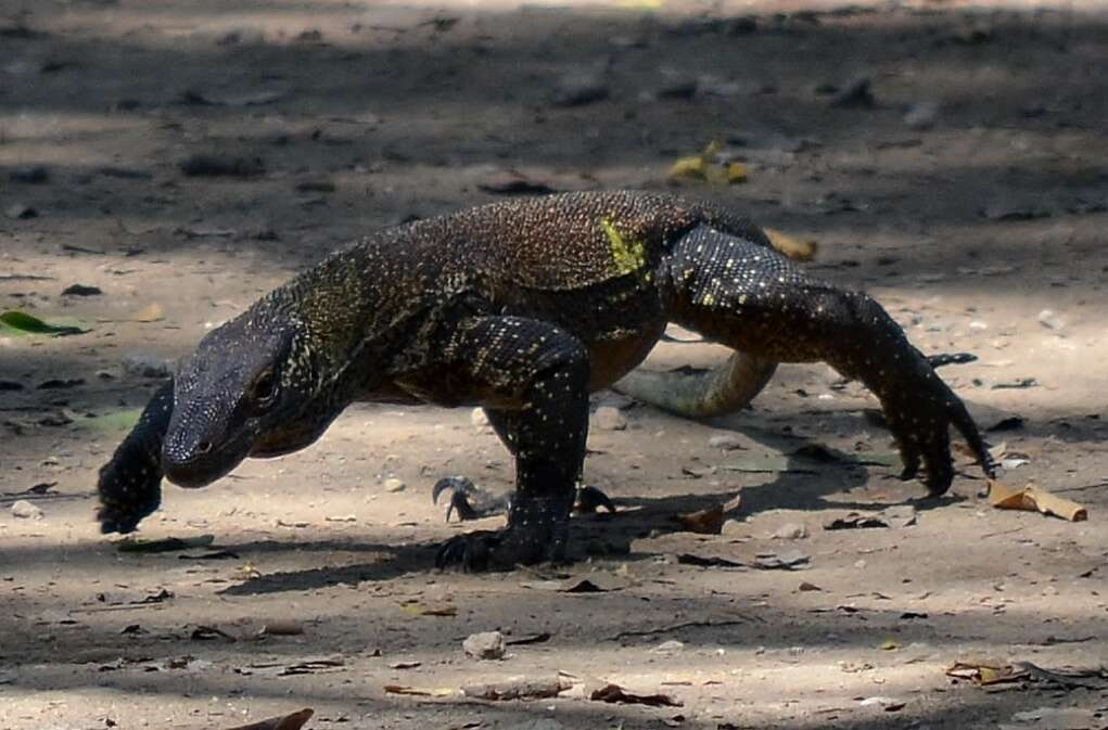 Image of Komodo Dragon
