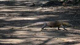 Image of Komodo Dragon