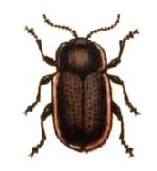 Image of Chrysolina (Chalcoidea) marginata (Linnaeus 1758)