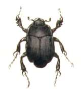 Image of Dendrophilus (Dendrophilus) punctatus (Herbst 1791)