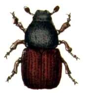 Image of Elm bark beetle
