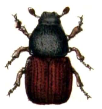 Image of Scolytus scolytus (Fabricius & J. C. 1775)