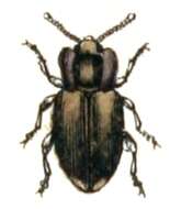 Image of Lycoperdina bovistae (Fabricius 1792)